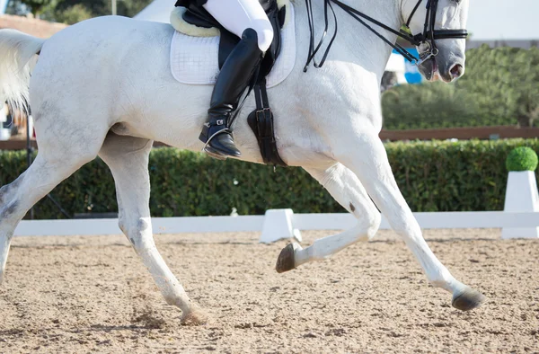 Cavalli da Dressage — Foto Stock