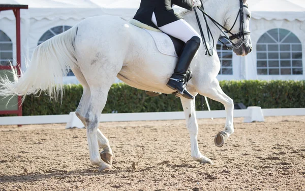 Cavalli da Dressage — Foto Stock