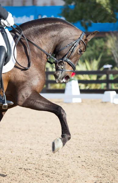 Dressuurpaarden — Stockfoto