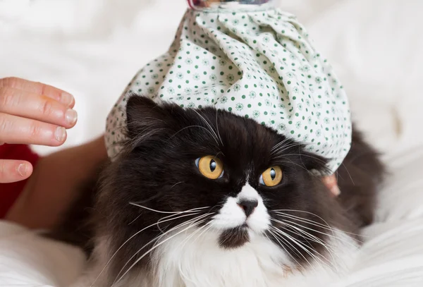 Gripe del gato — Foto de Stock