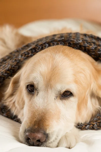 Golden Retriever dog cold — Stock Photo, Image