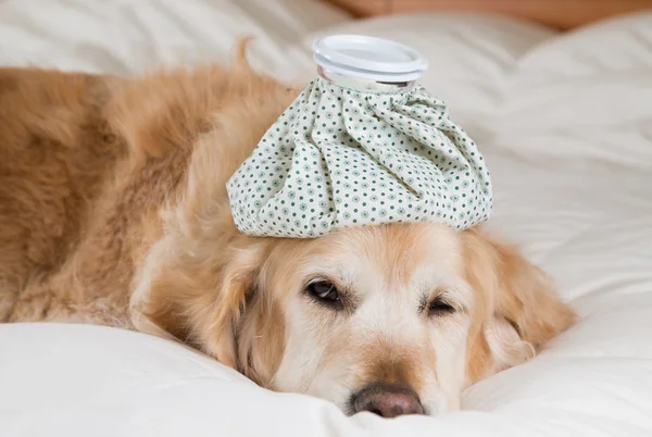 Golden Retriever dog cold — Stock Photo, Image