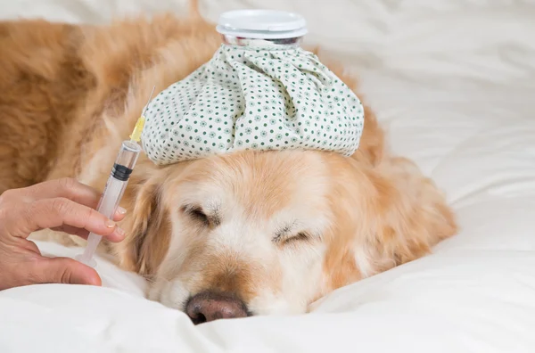 Golden Retriever Hund erkältet — Stockfoto
