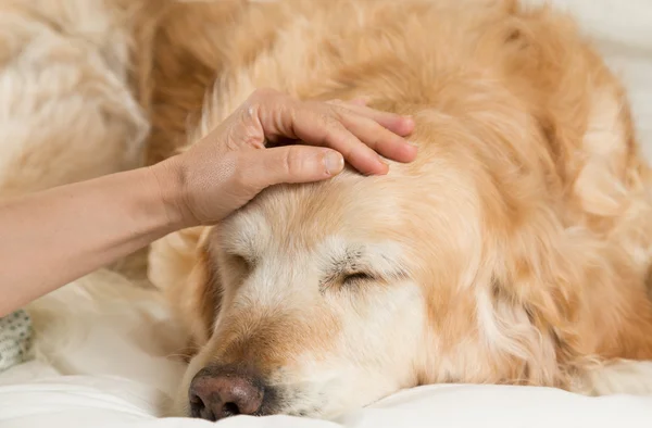 Golden Retriever hund kall — Stockfoto