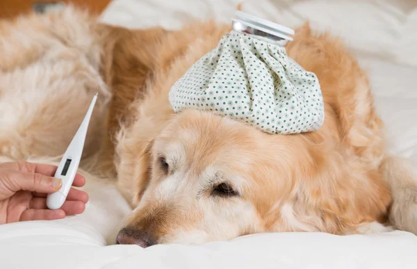 Golden Retriever dog cold — Stock Photo, Image