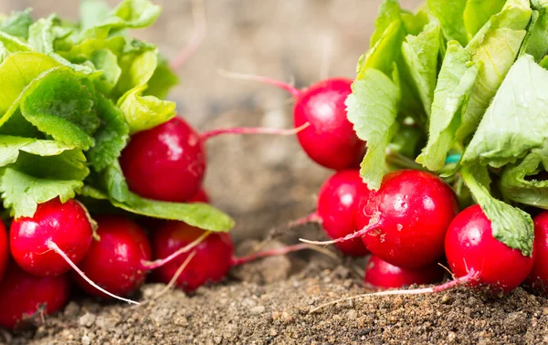 Radishes in the garden — Stockfoto