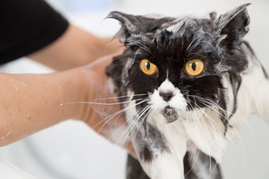 Bathing a cat clipart