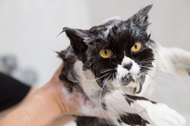 Bathing a cat clipart