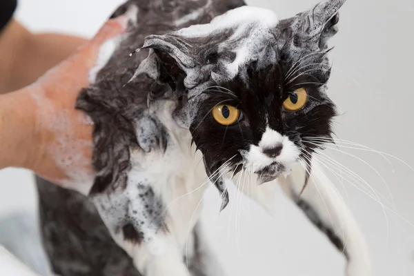 Eine Katze baden — Stockfoto