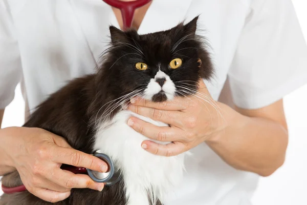 Tierarzt, indem er einer Katze zuhört — Stockfoto