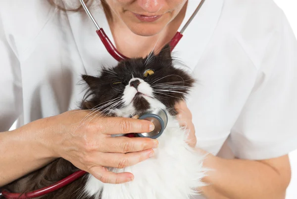 Veterinario escuchando a un gato — Foto de Stock