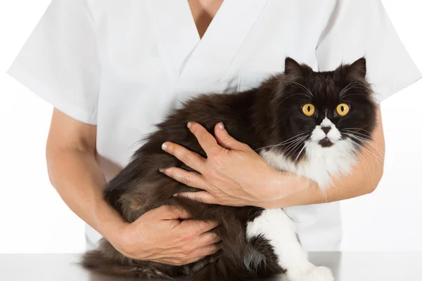 मांजर ऐकून पशुवैद्यकीय — स्टॉक फोटो, इमेज