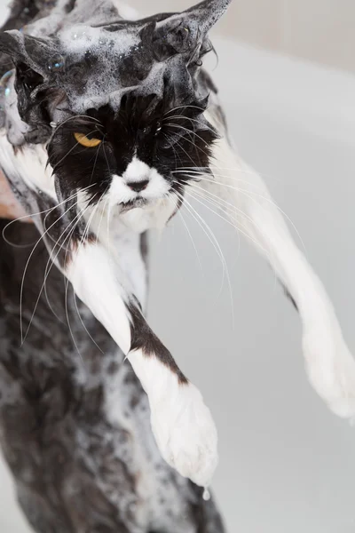 Kąpanie się pewien kot — Zdjęcie stockowe