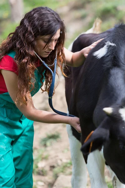 Veterinary on a farm — Stock Photo, Image