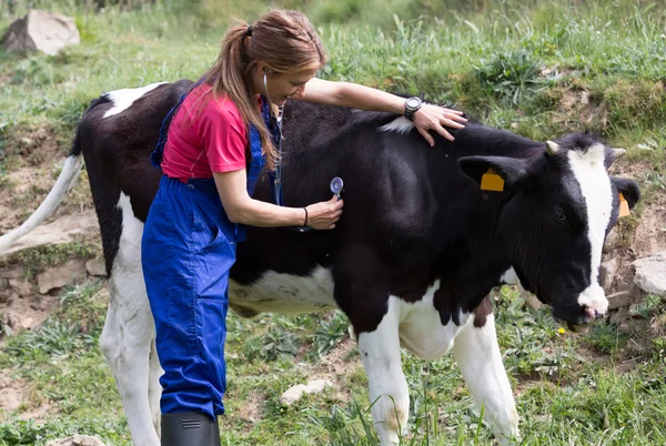 Veterinaria en una explotación —  Fotos de Stock