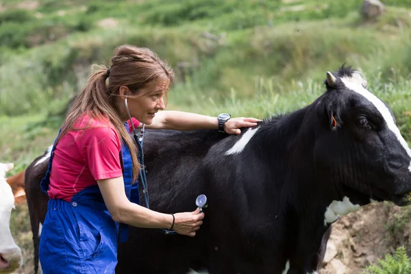 Tierarzt auf einem Bauernhof — Stockfoto