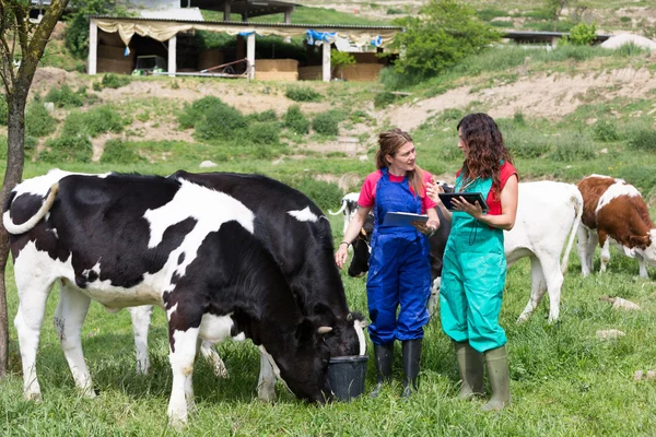 Vétérinaire dans une ferme — Photo