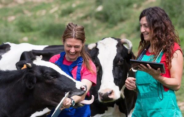 Veterinary on a farm — Stock Photo, Image