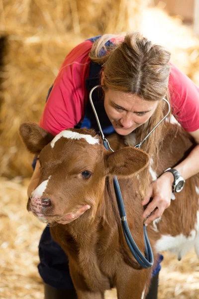 Veterinário em uma fazenda — Fotografia de Stock