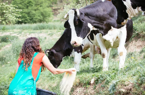 Farmer feeding cows — Stock Photo, Image