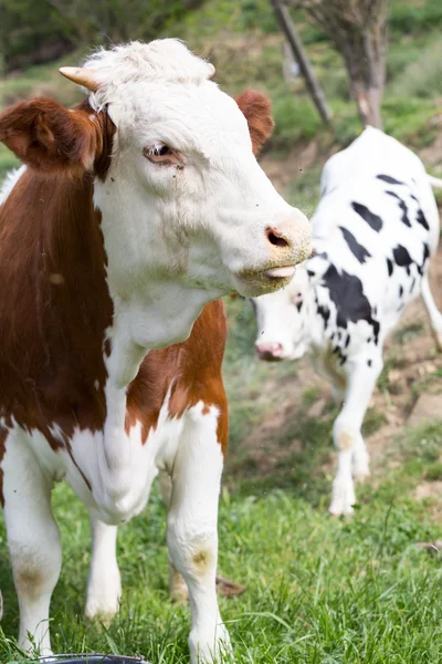 Vaca friesiana — Fotografia de Stock