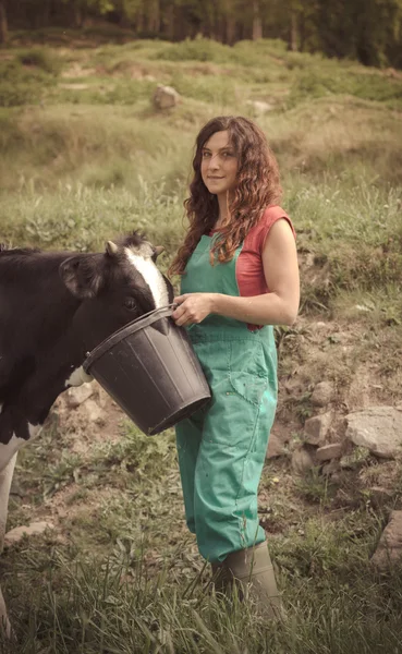 Agricultor que alimenta vacas — Fotografia de Stock