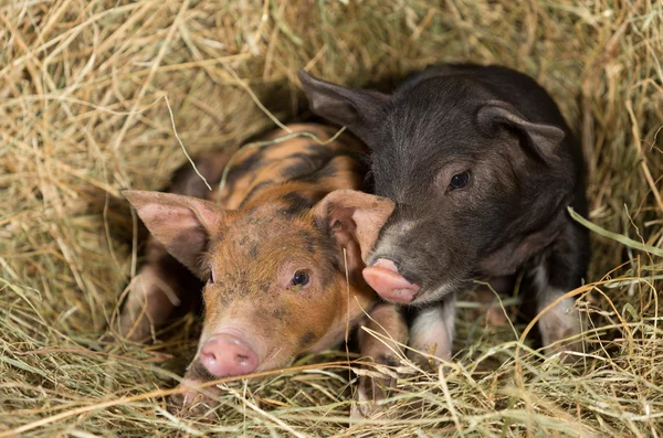 Porcos em uma fazenda — Fotografia de Stock