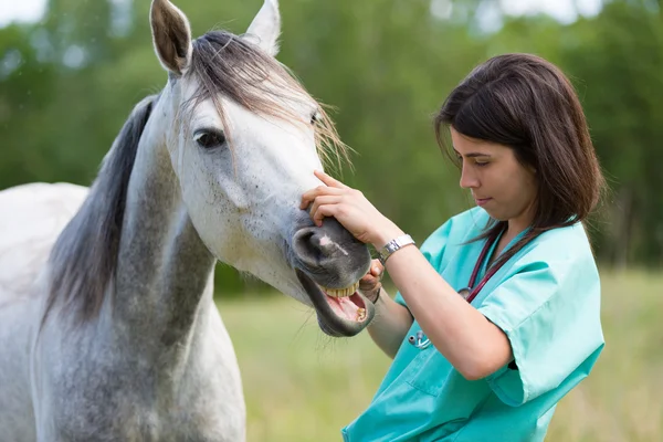 Veterinární na farmě — Stock fotografie