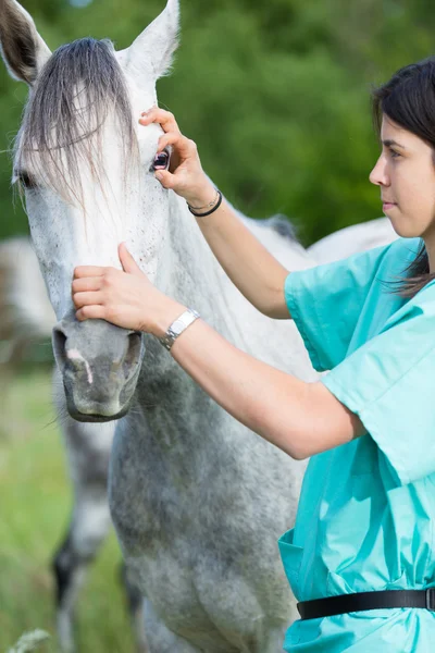 Tierarzt auf einem Bauernhof — Stockfoto