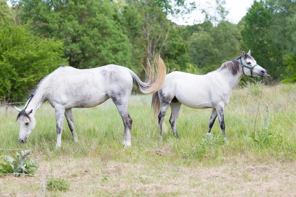 Cavalos jovens — Fotografia de Stock