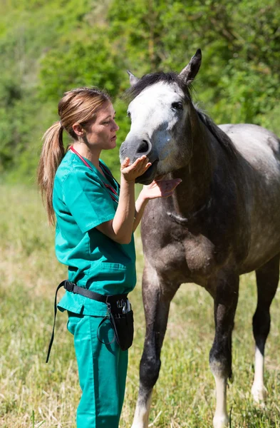 Tierarzt auf einem Bauernhof — Stockfoto