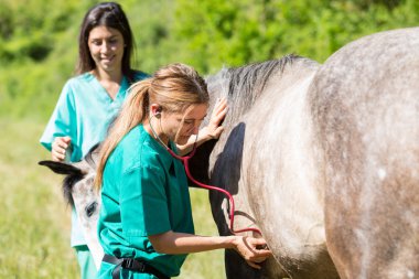Equine veterinary