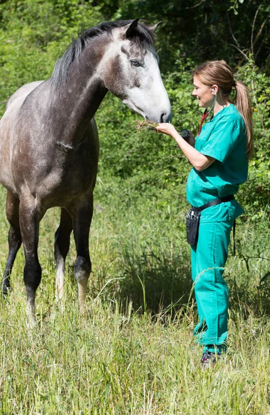 Pferdetierarzt — Stockfoto