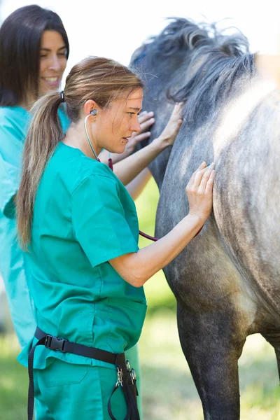 Veterinaria equina — Foto de Stock