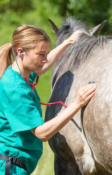 Veterinaria equina — Foto de Stock