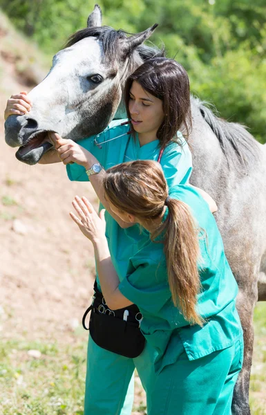 Veterinaria equina — Foto de Stock