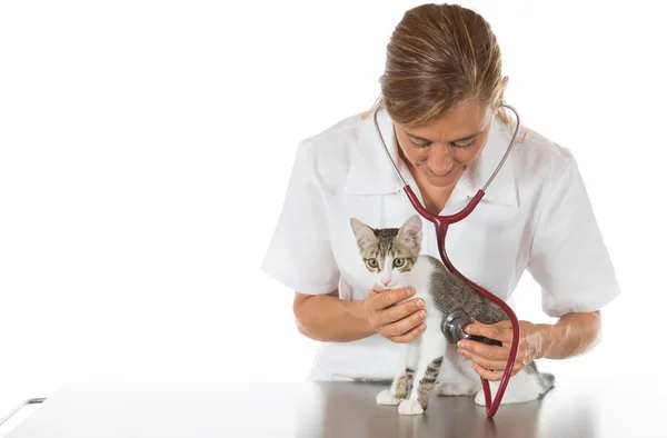 Veterinär genom att lyssna på en katt — Stockfoto