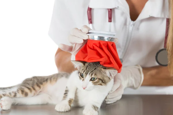 Gripe del gato — Foto de Stock