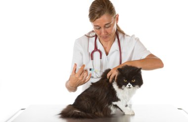 Bir yavru kedi ile veteriner Kliniği