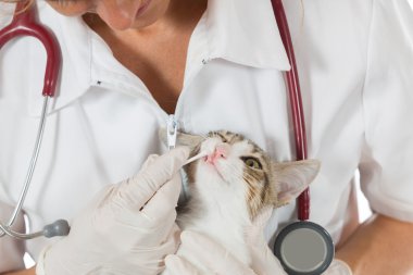 Bir yavru kedi ile veteriner Kliniği