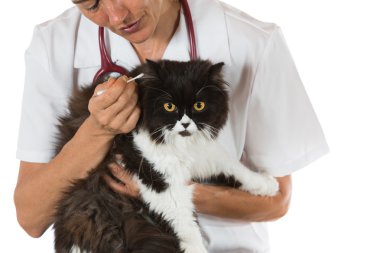 Bir yavru kedi ile veteriner Kliniği