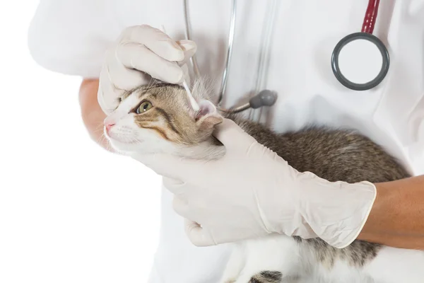 Veterinární klinika s kotětem — Stock fotografie