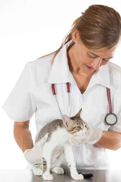 Veterinärklinik med en kattunge — Stockfoto