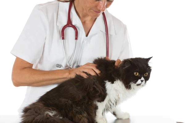 Veterinärklinik med en kattunge — Stockfoto