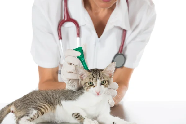 Clínica veterinária com um gatinho — Fotografia de Stock