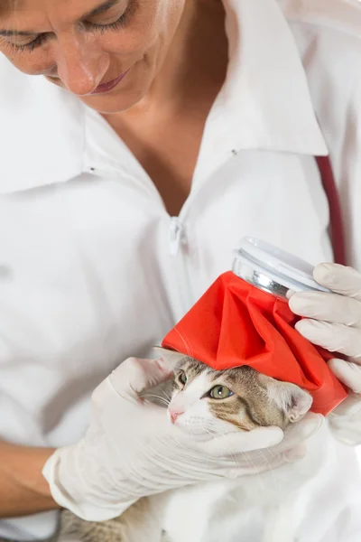 Gripe del gato — Foto de Stock