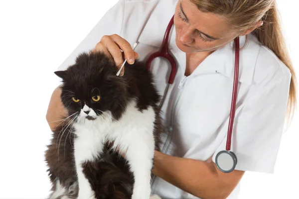 Tierklinik mit einem Kätzchen — Stockfoto