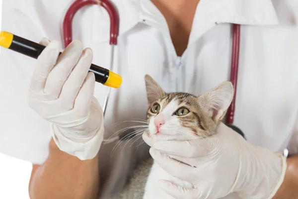 Clínica veterinaria con un gatito —  Fotos de Stock