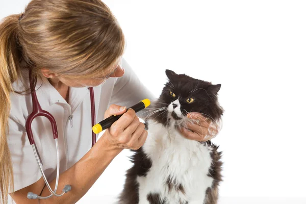 Veterinärklinik med en kattunge — Stockfoto