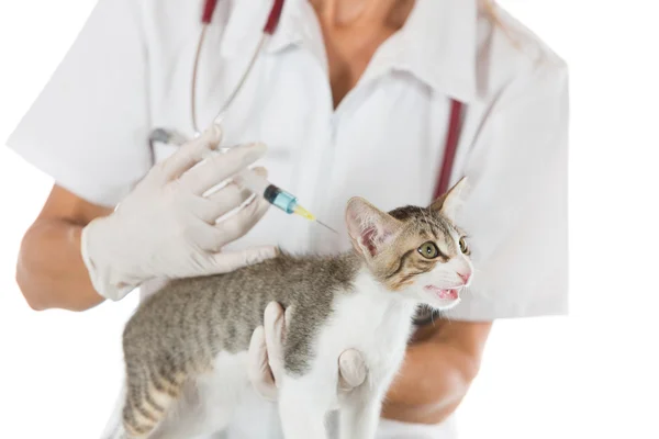 Veterinaire kliniek met een kitten Stockfoto